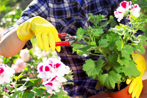 Professional hedge trimming service in Penge