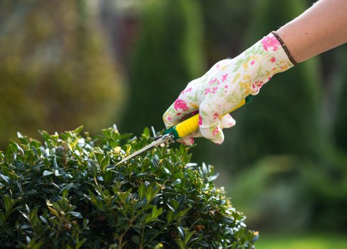 Healthy trimmed hedges in a Penge garden