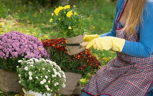 A person wearing yellow gardening gloves and a red checkered apron is tending to potted chrysanthemums, specifically yellow, white, and purple varieties, in a well-maintained garden. The garden features a vibrant, lush green background with a grassy lawn and flowering plants. The flower pots are made of a neutral, textured material, possibly fabric or concrete, sitting atop a patch of soil or mulch. Surrounding the main scene are other garden elements, including additional flowering plants and greenery, indicating a landscaped outdoor space. The weather appears bright and mild, with natural sunlight illuminating the scene, ideal for gardening activities. This setting suggests professional garden maintenance or planting work, consistent with outdoor garden care services offered by Hedge Trimming Penge, aimed at enhancing garden aesthetics and plant health in the local area near Penge, South London.