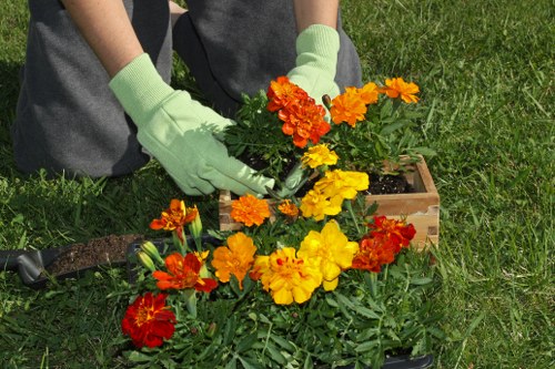 Expert gardener using tools for hedge trimming
