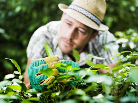 Experienced horticulturists at Hedge Trimming Penge working on a garden