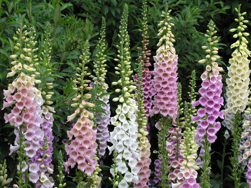 garden yard